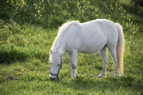 绿色草地白色骏马吃草摄影图片